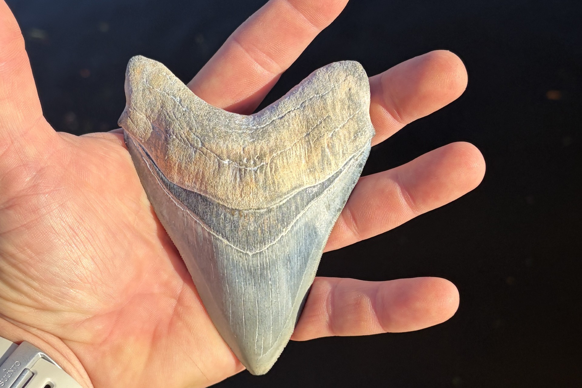 Future Venice Fossil Hunting photo