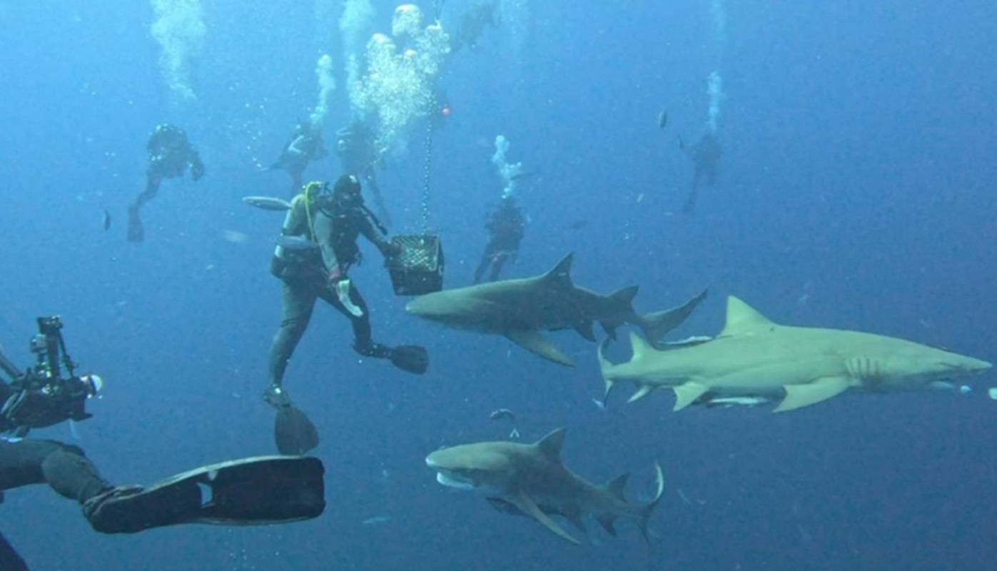 Future Jupiter Shark Diving photo